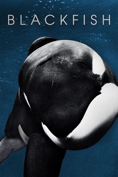 blackfish imdb|blackfish documentary synopsis.